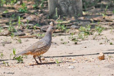 Colin écaillé / Scaled Quail