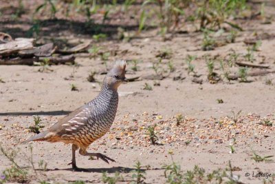 Colin écaillé / Scaled Quail