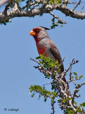 Cardinal pyrrhuloxia / Pyrrhuloxia
