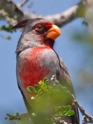 Cardinal pyrrhuloxia / Pyrrhuloxia