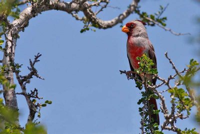 Cardinal pyrrhuloxia / Pyrrhuloxia