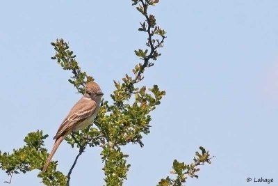 Tyran de Wied / Brown-crested Flycatcher