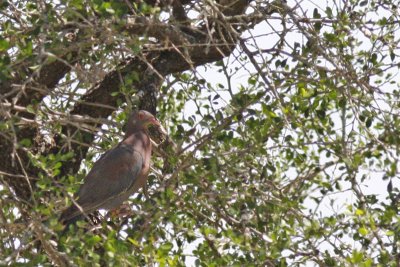 Pigeon à bec rouge / Red-billed Pigeon