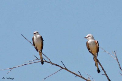 Tyran à longue queue / Scissor-tailed Flycatcher