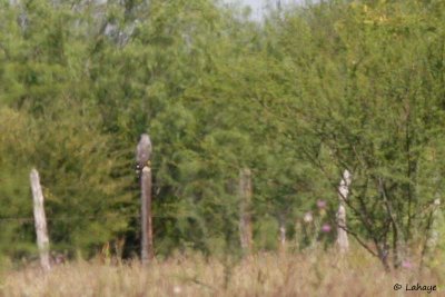 Buse cendrée / Gray Hawk