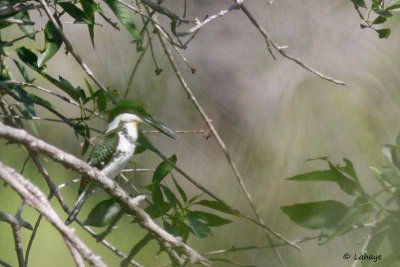 Martin-pêcheur vert / Green Kingfisher