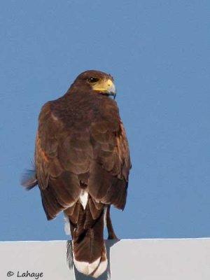 Buse de Harris / Harris's Hawk