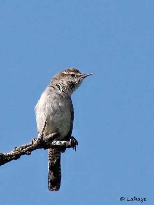 Troglodyte de Bewick / Bewick's Wren
