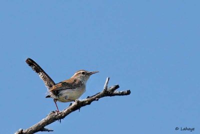 Troglodyte de Bewick / Bewick's Wren