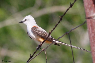 Tyran à longue queue / Scissor-tailed Flycatcher