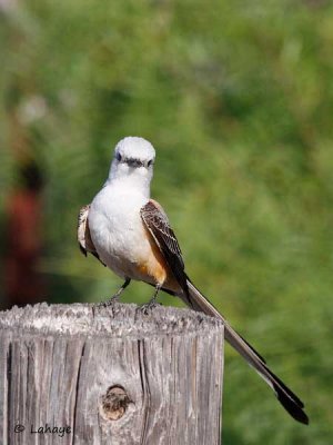 Tyran à longue queue / Scissor-tailed Flycatcher
