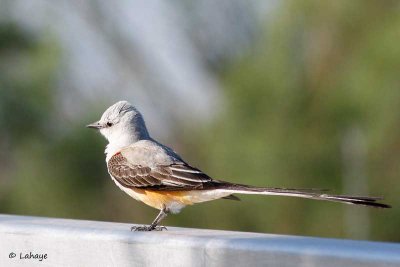 Tyran à longue queue / Scissor-tailed Flycatcher