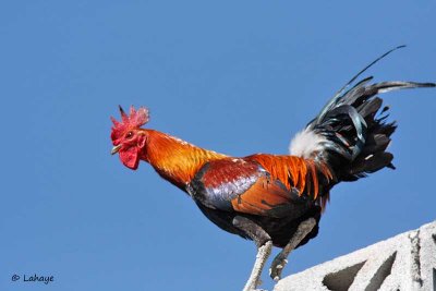 Coq / Roaster