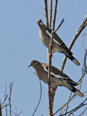 Tourterelles à ailes blanches / White-winged Dove