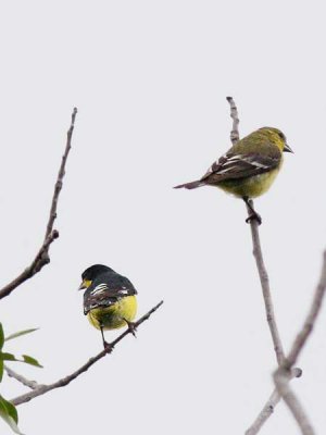 Chardonneret mineur / Lesser Goldfinch
