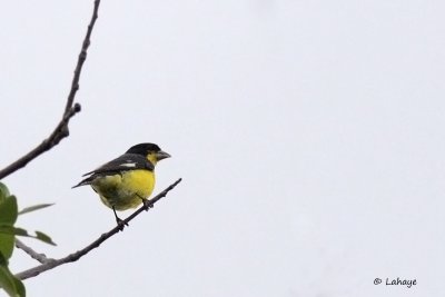 Chardonneret mineur / Lesser Goldfinch