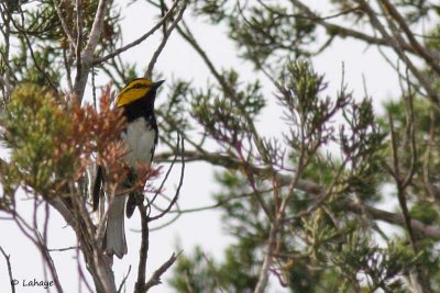 Paruline à dos noir / Golden-cheeked Warbler