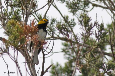 Paruline à dos noir / Golden-cheeked Warbler