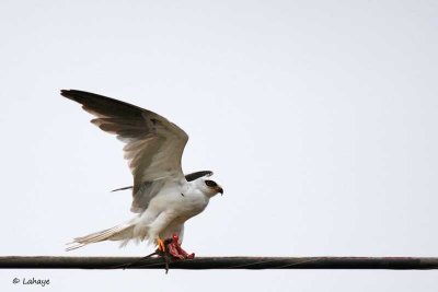 Élanion blanc / White-tailed Hawk