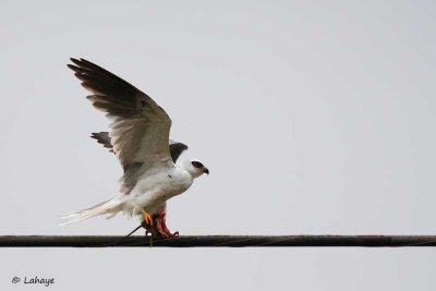 Élanion blanc / White-tailed Hawk