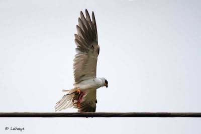 Élanion blanc / White-tailed Hawk
