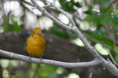 Tangara vermillon / Fem / Summer Tanager