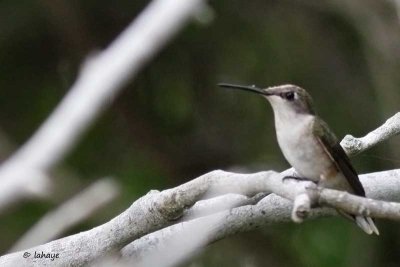 Colibri à gorge rubis / Fem / Ruby-throated Hummingbird