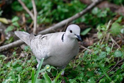 Tourterelle turque / Eurasian collared-Dove