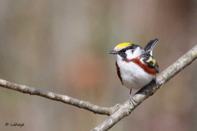 Paruline à flancs marron / Chestnut-sided Warbler