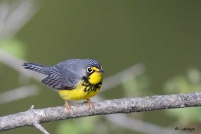 Paruline du Canada / Canada Warbler