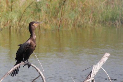 Cormoran vigua / Neotropic Cormorant