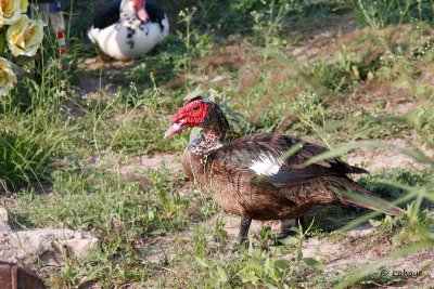 Canard musqué / Muscovy Duck