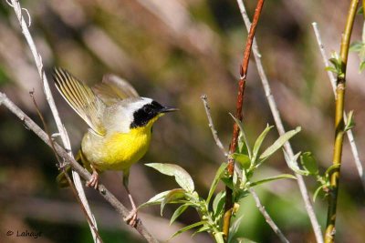 Paruline masquée / Common Yellowthroat