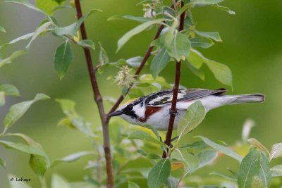 Paruline à flancs marron / Chestnut-sided Warbler
