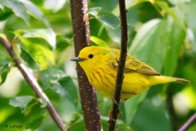 Paruline jaune / Yellow Warbler
