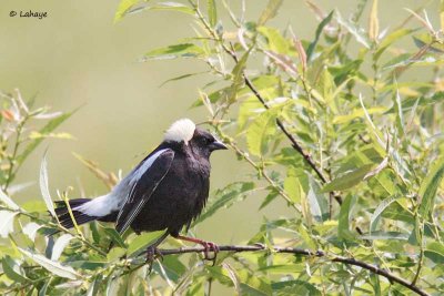 Goglu des prés / Bobolink