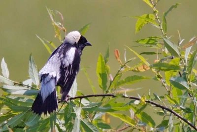 Goglu des prés / Bobolink