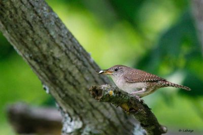 Troglodyte familier / House Wren