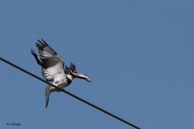 Martin-pêcheur d'Amérique / Male / Belted Kingfisher