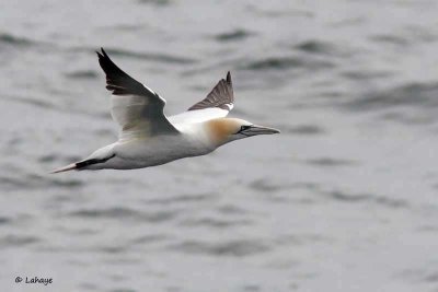 Fou de Bassan / Northern Gannet