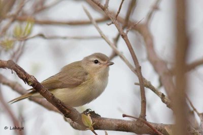 Viro mlodieux / Warbling Vireo