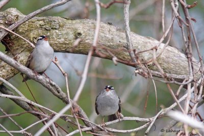 Bruants  couronne blanche / White-crowned Sparrows