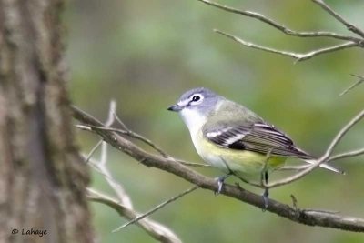 Viro  tte bleue / Blue-headed Vireo