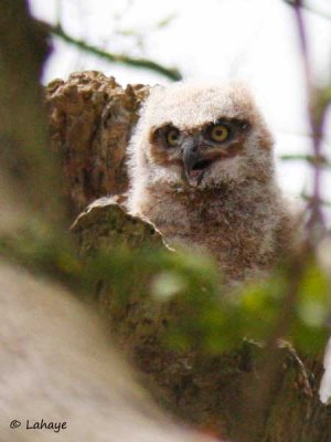 Grand-duc d'Amrique / Juv / Great Horned Owl