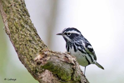 Paruline noir et blanc / Black-and-white Warbler