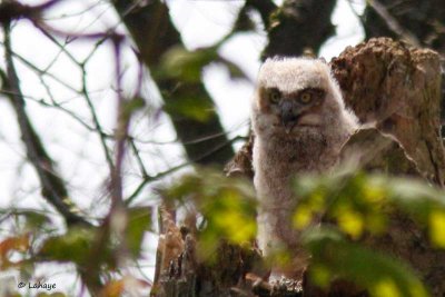 Grand-duc d'Amrique / Juv / Great Horned Owl