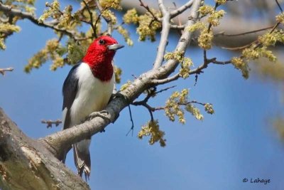 Pic  tte rouge / Red-headed Woodpecker