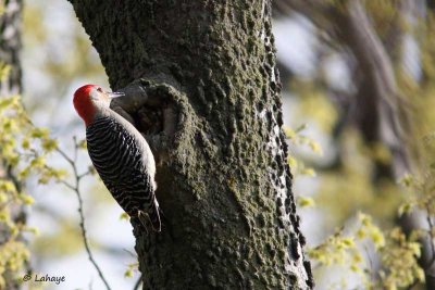 Pic  ventre roux / Red-bellied Woodpecker
