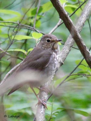 Grive  joues grises / Gray-cheeked Thrush