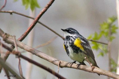 Paruline  croupion jaune / Yellow-rumped Warbler